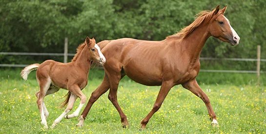 Horse foal standing in a pasture