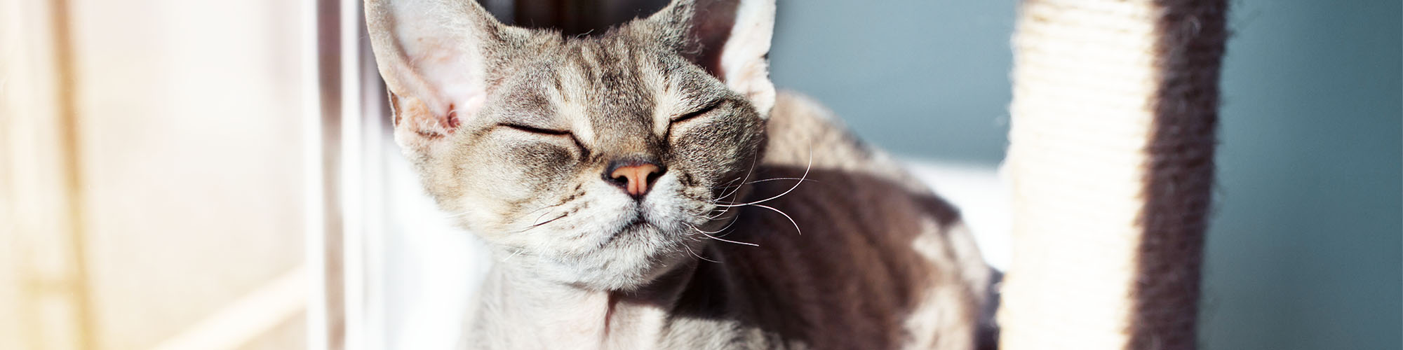 Comfortable Cat