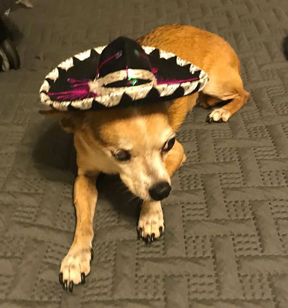 Dog Wearing a Sombrero