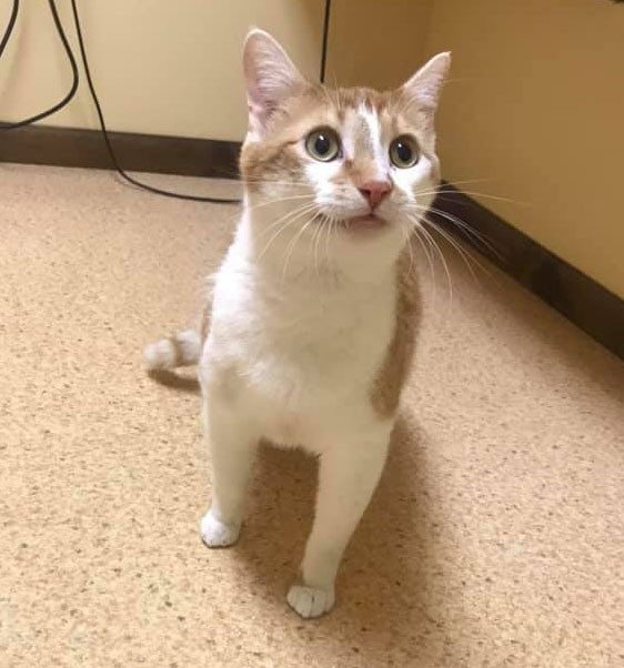 Beautiful Cat