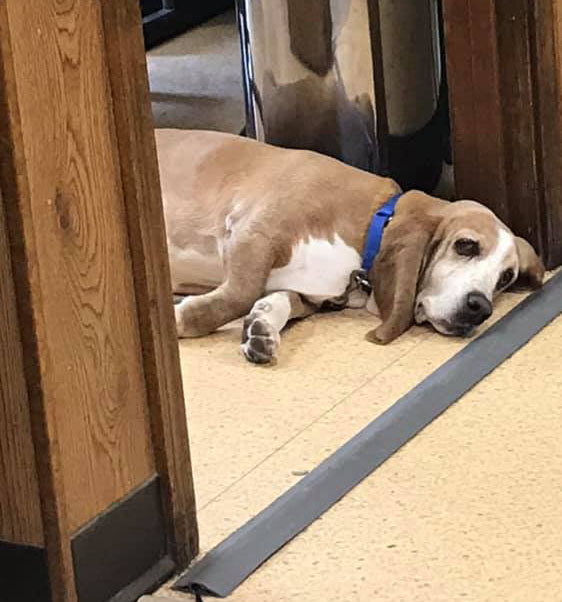 Sleepy Dog