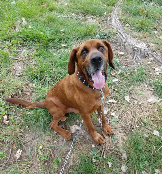 Dog Outside