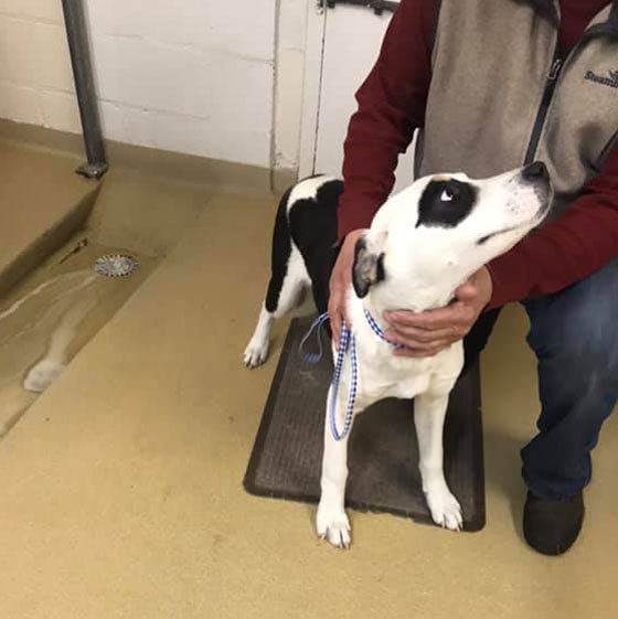 Dog With Its Handler