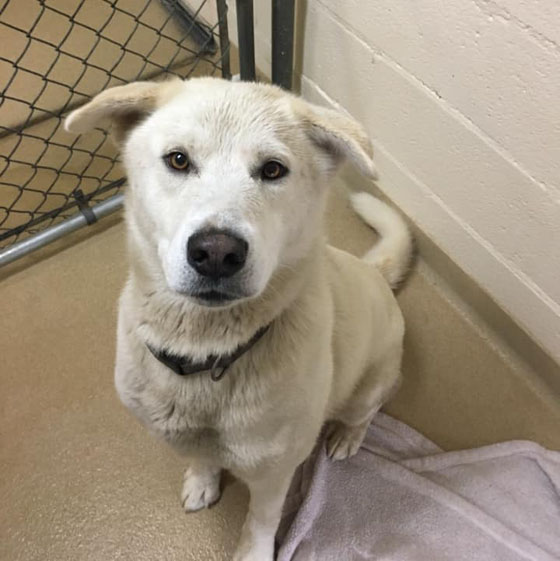 White Dog